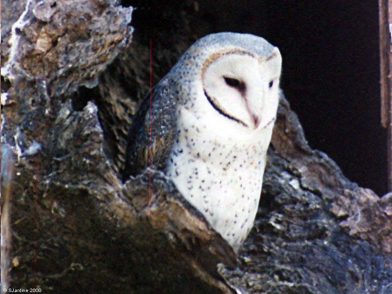 The funny thing is, owls aren't that wise. *s*