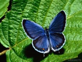 The Cancerian butterfly