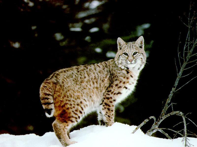 The bobcat