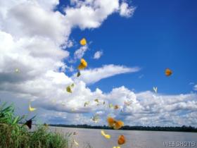 butterflies.jpg
