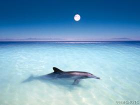 dolphininmoonlight.jpg