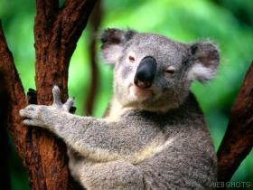 Koala brother