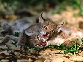 lynx.jpg