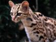 margay.jpg