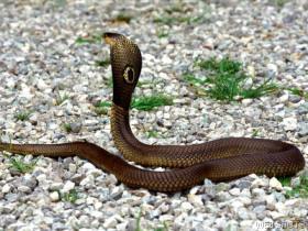 monocledcobra.jpg