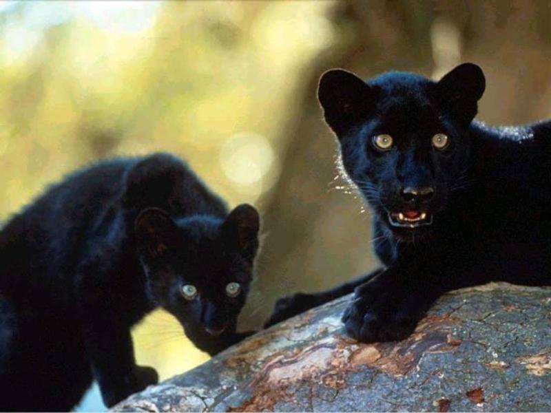 panthercubs.jpg