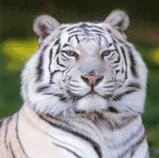 Big, pretty kitty