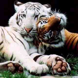 Two friends