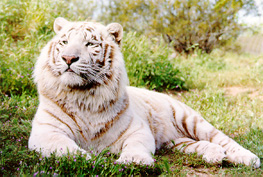 tiger5.jpg