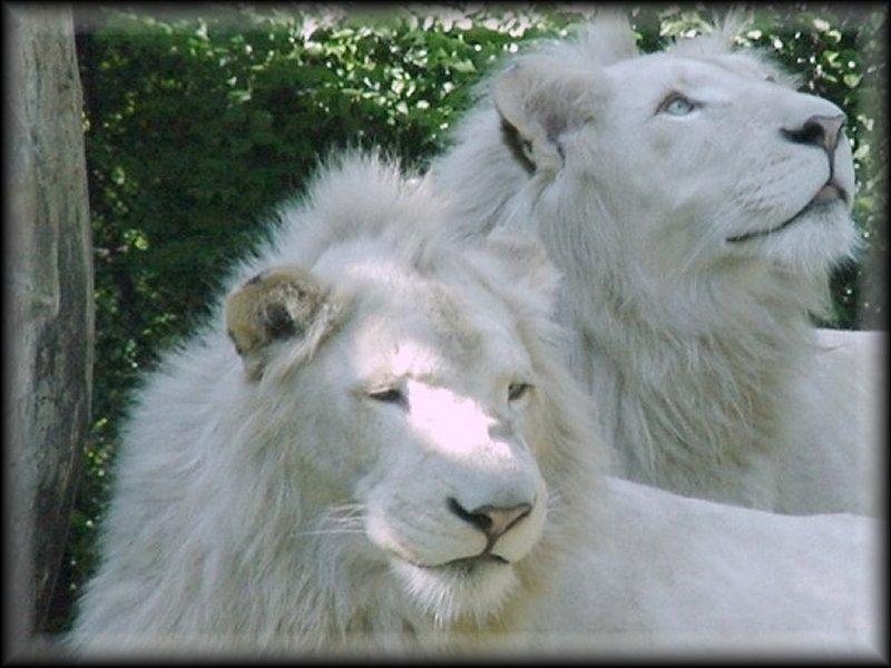 whitelions.jpg
